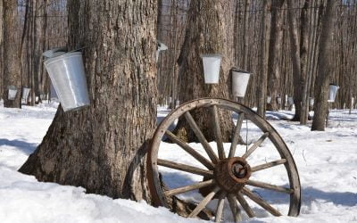 Why we call our Syrup Slogan “Taste the Michigan Tradition”