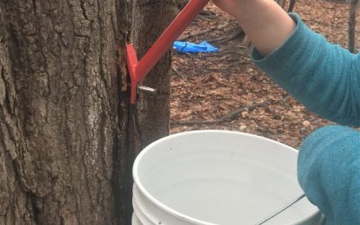 Maple Syrup: Snapshot of our Tradition